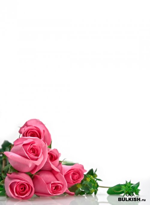 Розы и лепестки - растровый клипарт