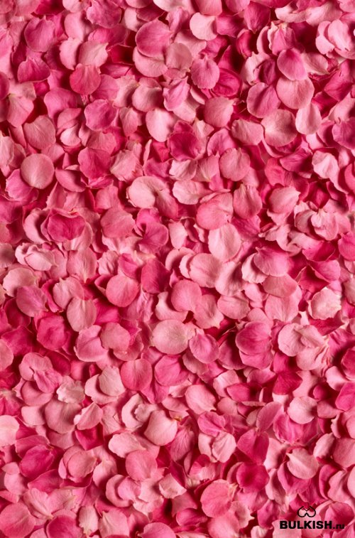 Розы и лепестки - растровый клипарт